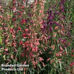 Penstemon Barbartus 'Twizzle' -Perfect Greenery PENS TWIZZLEMI S40558
