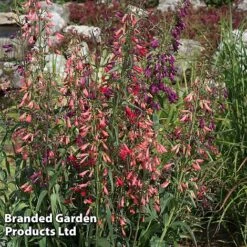Penstemon Barbartus 'Twizzle' -Perfect Greenery PENS TWIZZLEMI S40559