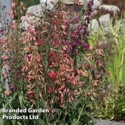 Penstemon Barbartus 'Twizzle' -Perfect Greenery PENS TWIZZLEMI S40612