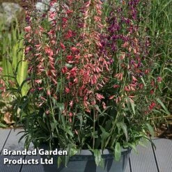 Penstemon Barbartus 'Twizzle' -Perfect Greenery PENS TWIZZLEMI S40613