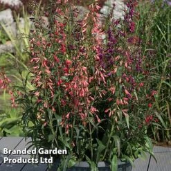 Penstemon Barbartus 'Twizzle' -Perfect Greenery PENS TWIZZLEMI S40614