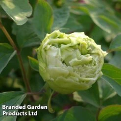 Tree Peony 'Fragrant Green Ball' -Perfect Greenery PEON GREENFRAG S51005