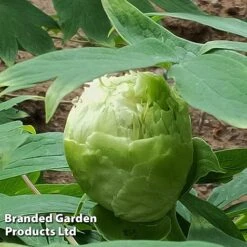 Tree Peony 'Fragrant Green Ball' -Perfect Greenery PEON GREENFRAG S51006