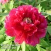 Tree Peony 'Hohki' -Perfect Greenery PEON HOHKI S51000