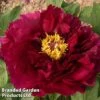 Tree Peony 'Mo Run Jue Lun' 1 Tree Peony 'Mo Run Jue Lun' -Perfect Greenery PEON MORUNJUEL1