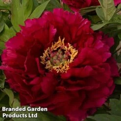 Tree Peony 'Mo Run Jue Lun' 5 Tree Peony 'Mo Run Jue Lun' -Perfect Greenery PEON MORUNJUEL2