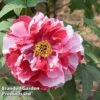 Tree Peony 'Shima Nishiki' -Perfect Greenery PEON SHIMANISH S51021