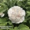 Tree Peony 'Snow Tower' -Perfect Greenery PEON SNOWTOWER S50993