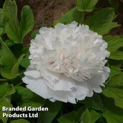 Tree Peony 'Snow Tower' -Perfect Greenery PEON SNOWTOWER S50994
