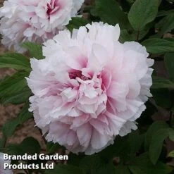 Tree Peony 'Xue Ying Tao Hua'