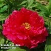 Tree Peony 'Xu Gang' -Perfect Greenery PEON XUGANG S41567
