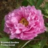Tree Peony 'Yin Hong Qiao Dui' -Perfect Greenery PEON YINHONGQI S50997