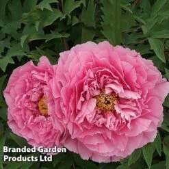 Tree Peony 'Yin Hong Qiao Dui' -Perfect Greenery PEON YINHONGQI S50999