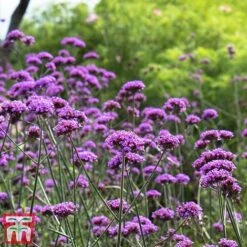 Rouge Perennial Collection -Perfect Greenery PERE WKC5961 E