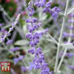 Perovskia Atriplicifolia 'Silvery Blue' -Perfect Greenery PERO T62071 D