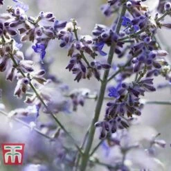 Perovskia Atriplicifolia 'Silvery Blue' -Perfect Greenery PERO T62071 F