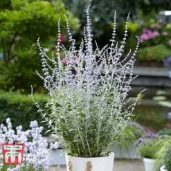 Perovskia Atriplicifolia 'Silvery Blue' -Perfect Greenery PERO T62071 G
