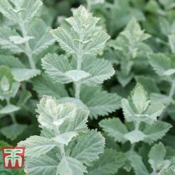 Perovskia Atriplicifolia 'Silvery Blue' -Perfect Greenery PERO T62071 I