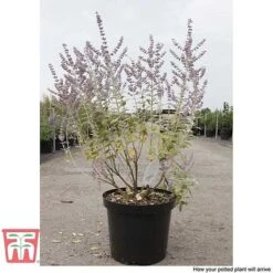 Perovskia Atriplicifolia 'Silvery Blue' -Perfect Greenery PERO T62071 K