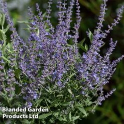 Perovskia 'Bluesette' -Perfect Greenery PERO BLUESETTE S45048