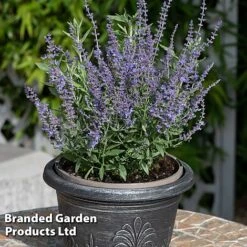 Perovskia 'Bluesette' -Perfect Greenery PERO BLUESETTE S45049