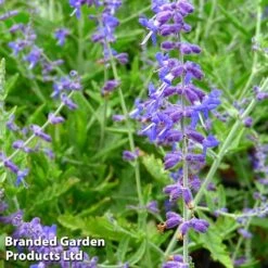 Perovskia 'Crazy Blue'