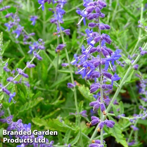 Perovskia 'Crazy Blue' 3 Perovskia 'Crazy Blue'