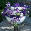 Petunia 'Frenzy Grand Rapids' -Perfect Greenery PETU KC8071