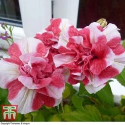 Petunia 'Frills & Spills&trade; Cherry Ripple' -Perfect Greenery PETU T16418 B