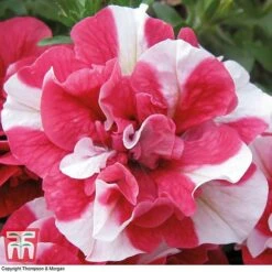 Petunia 'Frills & Spills&trade; Cherry Ripple' -Perfect Greenery PETU T16418 C