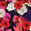 Petunia 'Express Mixed' -Perfect Greenery PETU TKA1057 A1
