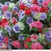 Petunia 'Frills & Spills'™ Mixed' Pre-Planted Basket 2 Petunia 'Frills & Spills'™ Mixed' Pre-Planted Basket -Perfect Greenery PETU TKA1199 A