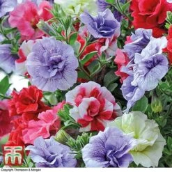 Petunia 'Frills & Spills'™ Mixed' Pre-Planted Basket -Perfect Greenery PETU TKA1199 B