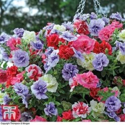 Petunia 'Frills & Spills'™ Mixed' Pre-Planted Basket -Perfect Greenery PETU TKA1199 C
