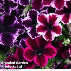 Petunia 'Cosmic Duo' -Perfect Greenery PETU COSMICMIX T40817