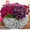 Petunia 'Cosmic Duo' -Perfect Greenery PETU COSMICMIX T40818