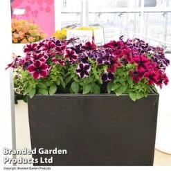 Petunia 'Cosmic Duo' -Perfect Greenery PETU COSMICMIX T40830