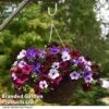 Petunia 'Sky Mix' Trio (with Night Sky) -Perfect Greenery PETU SKYMIXED T441561