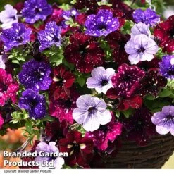 Petunia 'Sky Mix' Trio (with Night Sky) -Perfect Greenery PETU SKYMIXED T444481