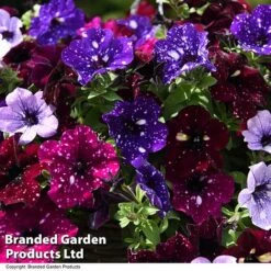 Petunia 'Sky Mix' Trio (with Night Sky) -Perfect Greenery PETU SKYMIXED T444521