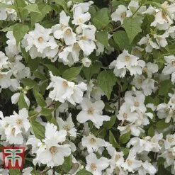 Hardy Shrub Trio 14 Hardy Shrub Trio -Perfect Greenery PHIL T47621 A1