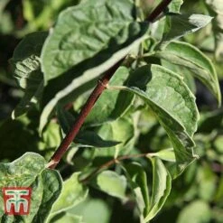 Philadelphus 'Albatre' -Perfect Greenery PHIL T66362 C