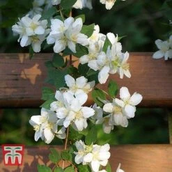 Philadelphus 'Albatre' -Perfect Greenery PHIL T66362 D