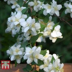 Philadelphus 'Albatre' -Perfect Greenery PHIL T66362 E