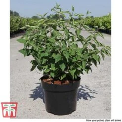 Philadelphus 'Albatre' -Perfect Greenery PHIL T66362 F