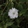 Philadelphus 'Frosty Morn' -Perfect Greenery PHIL T66369 A h