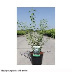 Philadelphus 'Frosty Morn' 5 Philadelphus 'Frosty Morn' -Perfect Greenery PHIL T66369 B h