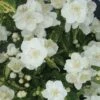 Philadelphus Innocence 1 Philadelphus Innocence -Perfect Greenery PHIL T66370 A h