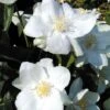 Philadelphus 'Natchez' -Perfect Greenery PHIL T66372 A h
