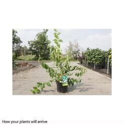 Philadelphus 'Natchez' -Perfect Greenery PHIL T66372 B h